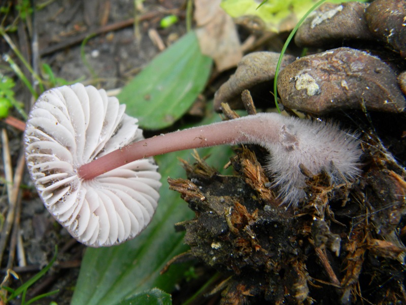 19) Fotogr. il 10.01.2014. sotto pineta con Leccio