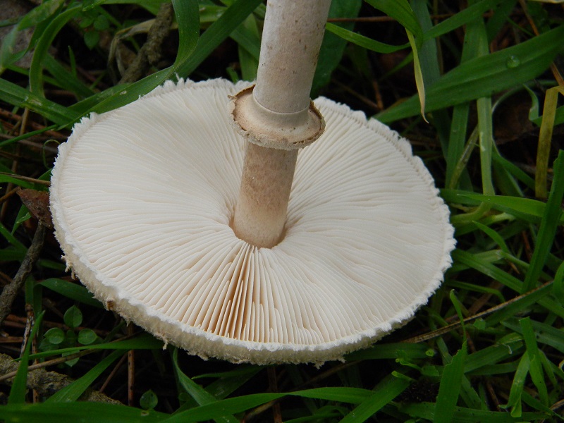 16) Fotogr. il 10.01.2014. sotto pineta con Leccio