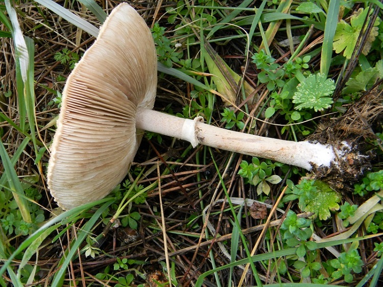 4) Fotogr. il 10.01.2014.sotto pineta con Leccio