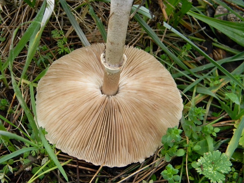 4) Fotogr. il 10.01.2014.sotto pineta con Leccio