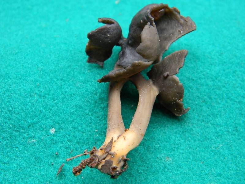 8) Fotogr.il 10.01.2014.sotto pineta con Leccio