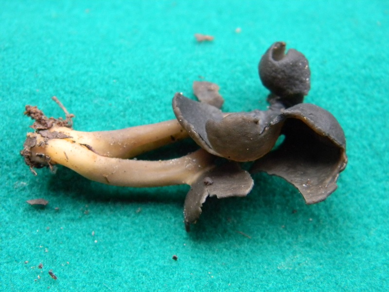 8) Fotogr.il 10.01.2014.sotto pineta con Leccio