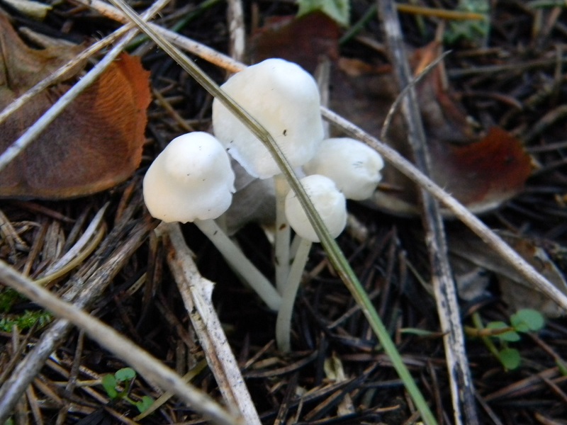 1) Fotogr. 11.01.2014.sotto aghifoglia e latifoglia