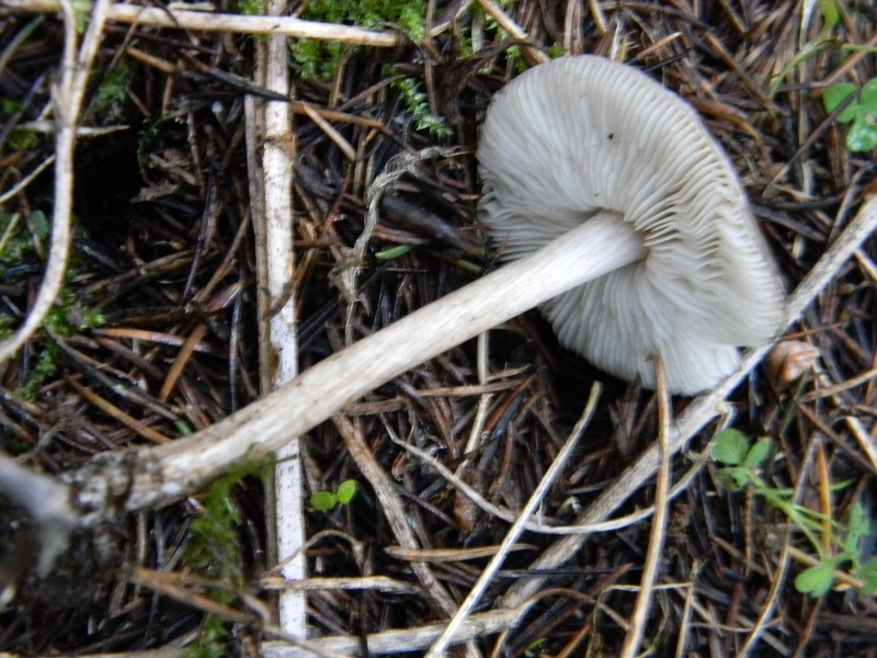 2) Fotogr. 11.01.2014.sotto aghifoglia e latifoglia