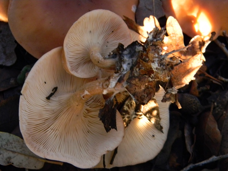 3) Fotogr.11.01.2014. sotto aghifoglia e latifoglia