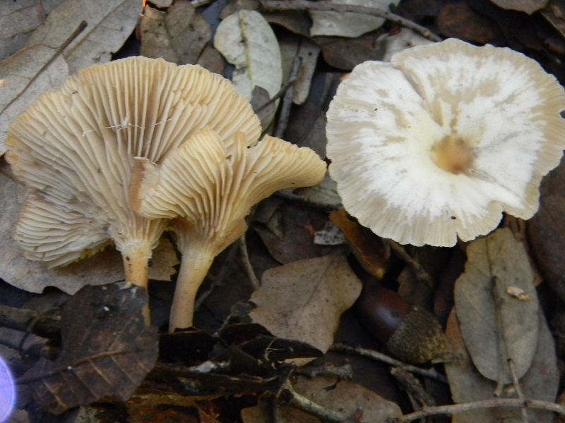 4) Fotogr.11.01.2014.sotto aghifoglia e latifoglia