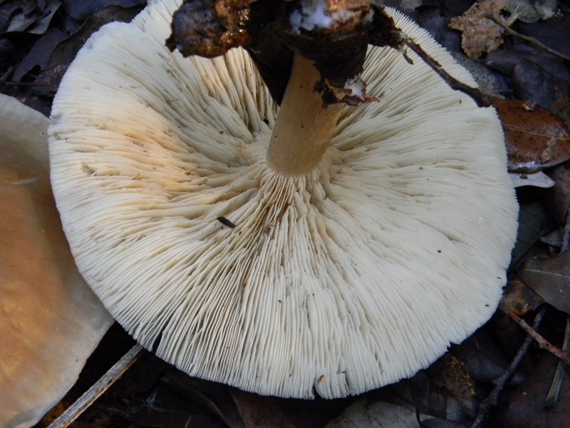 9) Fotogr.11.01.2014.sottto aghifoglia e latifoglia