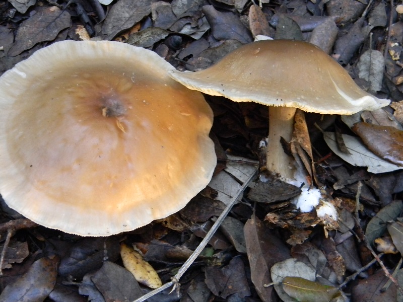 9) Fotogr.11.01.2014.sottto aghifoglia e latifoglia