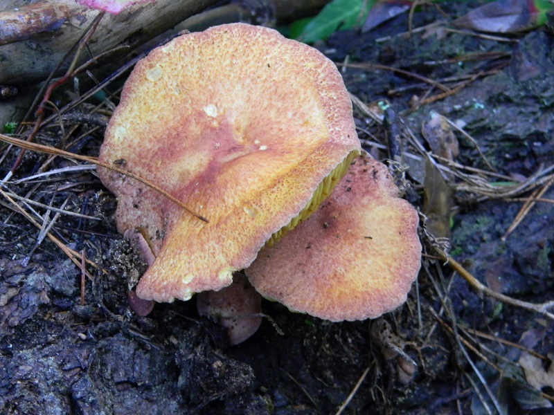 11)Fotogr.11.01.2014. legnicolo di pino