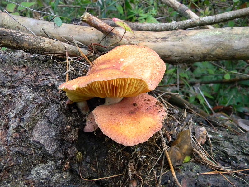 11)Fotogr.11.01.2014. legnicolo di pino