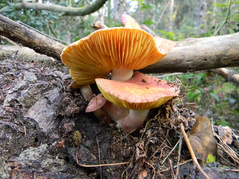 11)Fotogr.11.01.2014. legnicolo di pino