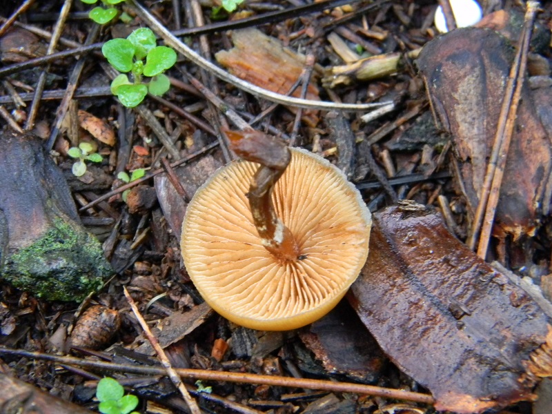 8) Fotogr.11.01.2014. sotto aghifoglia e latifoglia