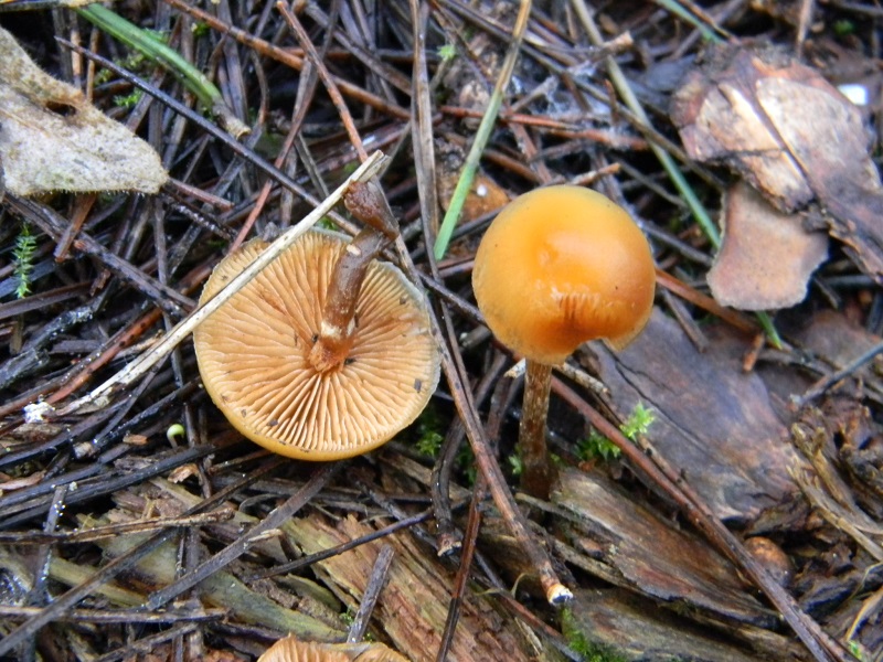 8) Fotogr.11.01.2014. sotto aghifoglia e latifoglia