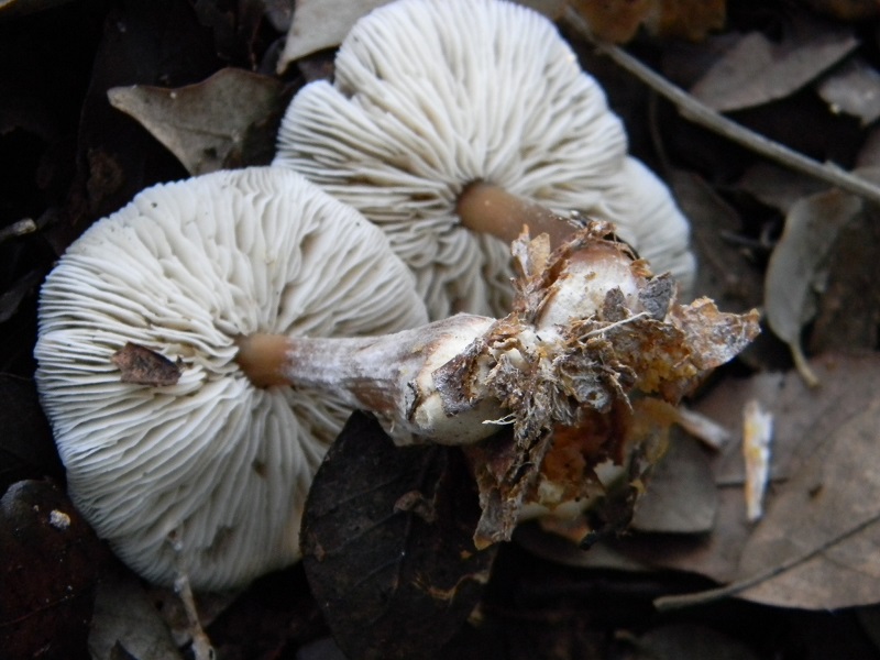 7) Fotogr.11.01.2014. sotto aghifoglia e latifoglia