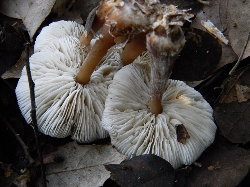 7) Fotogr.11.01.2014. sotto aghifoglia e latifoglia