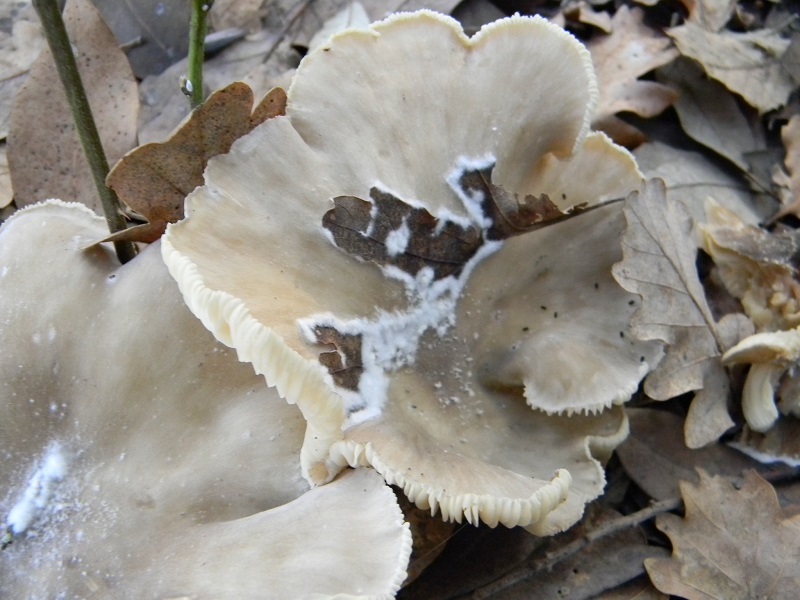 10) Fotogr.11.01.2014. sotto aghifoglia e latifoglia