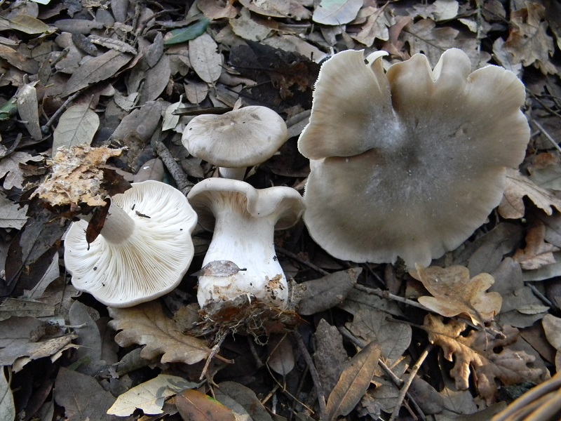 10) Fotogr.11.01.2014. sotto aghifoglia e latifoglia