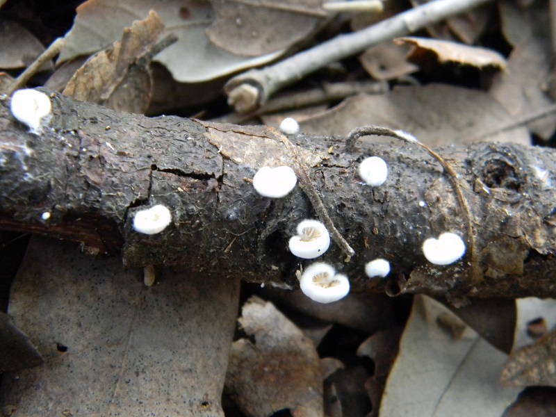 6) Fotogr.11.01.2014.sotto aghifoglia e latifoglia