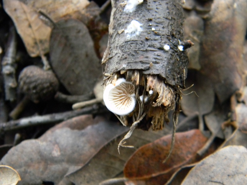 6) Fotogr.11.01.2014.sotto aghifoglia e latifoglia