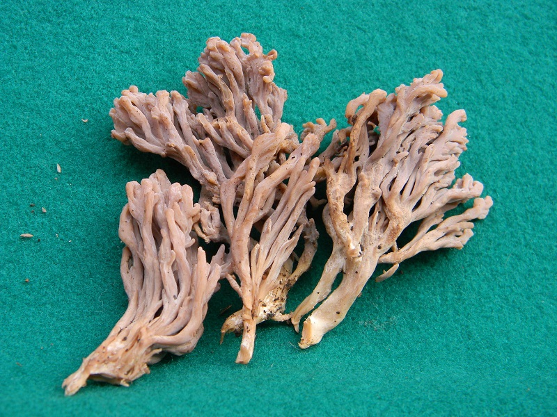 5) Fotogr.11.01.2014.sotto aghifoglia e latifoglia