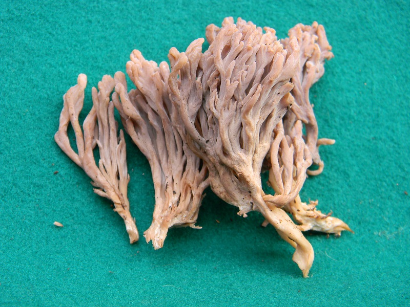 5) Fotogr.11.01.2014.sotto aghifoglia e latifoglia