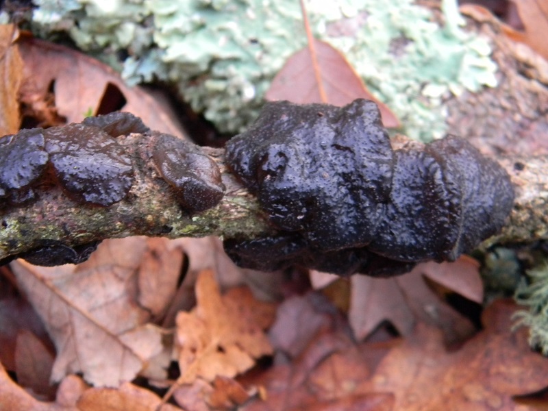 1) Fotogr.il 12.01.2014.sotto Quercia