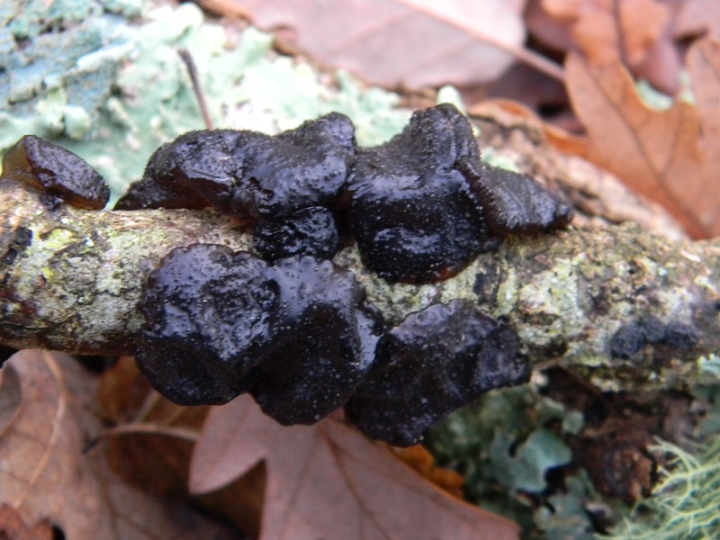 1) Fotogr.il 12.01.2014.sotto Quercia