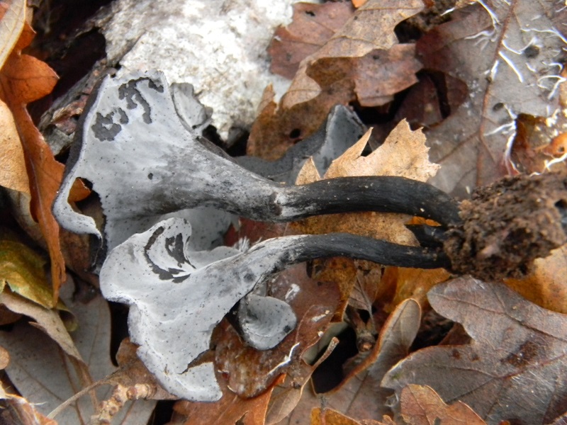 5) Fotogr.il 12.01.2014. sotto Quercia