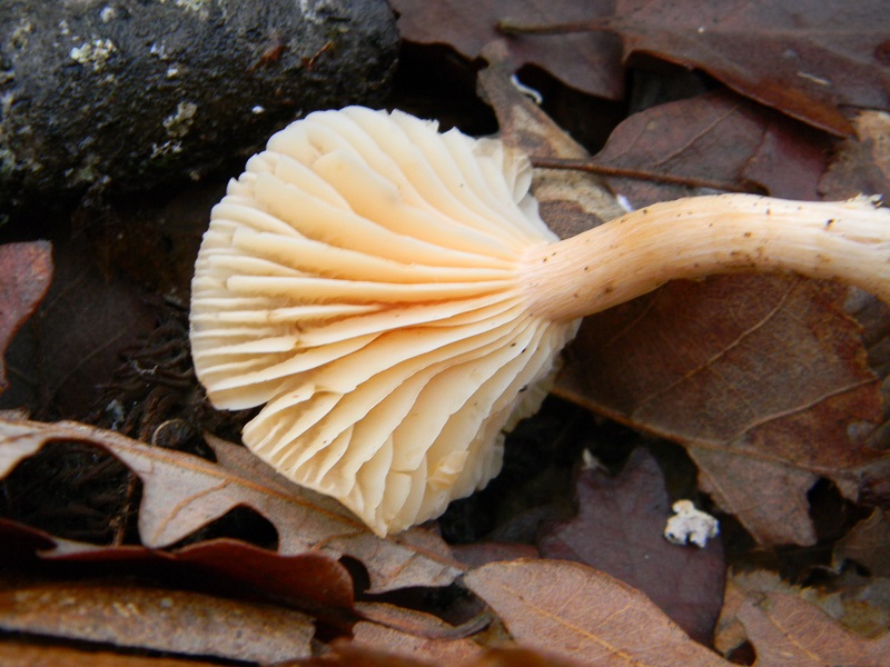 2) Fotogr. il 12.01.2014. sotto Quercia