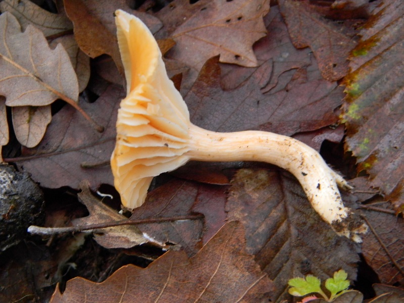 2) Fotogr. il 12.01.2014. sotto Quercia