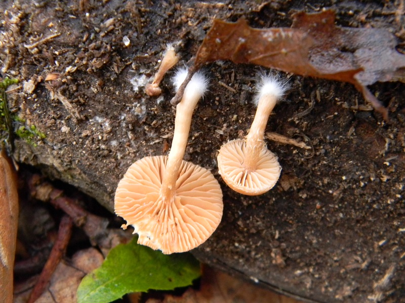 4) Fotogr.il 12.01.2014. sotto Quercia