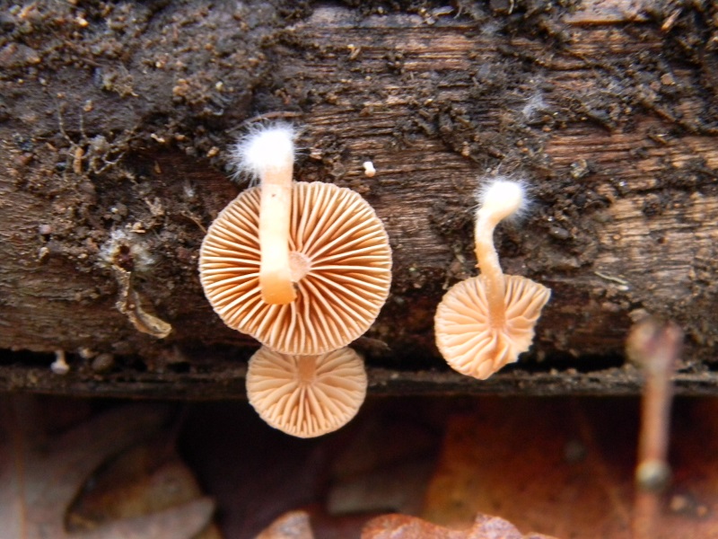 4) Fotogr.il 12.01.2014. sotto Quercia