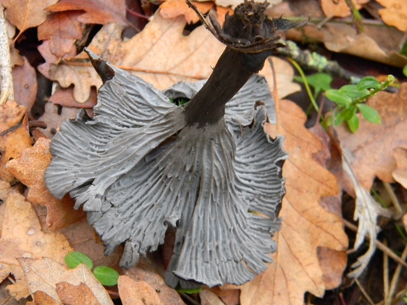 6) Fotogr. il 12.01.2014. sotto Quercia