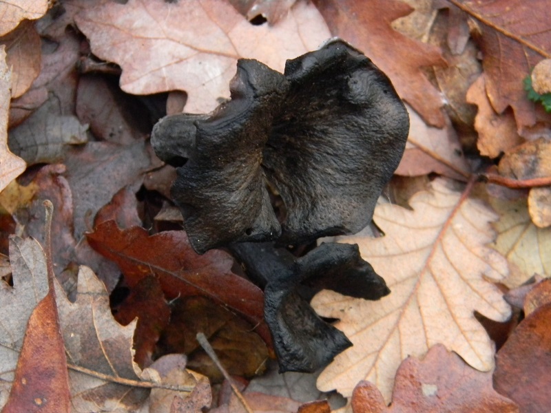 5) Fotogr.il 12.01.2014. sotto Quercia