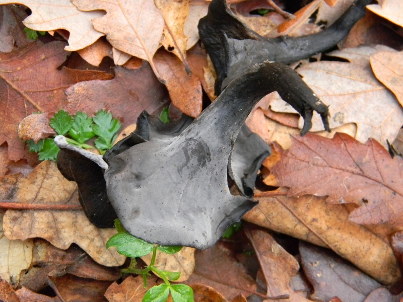 5) Fotogr.il 12.01.2014. sotto Quercia