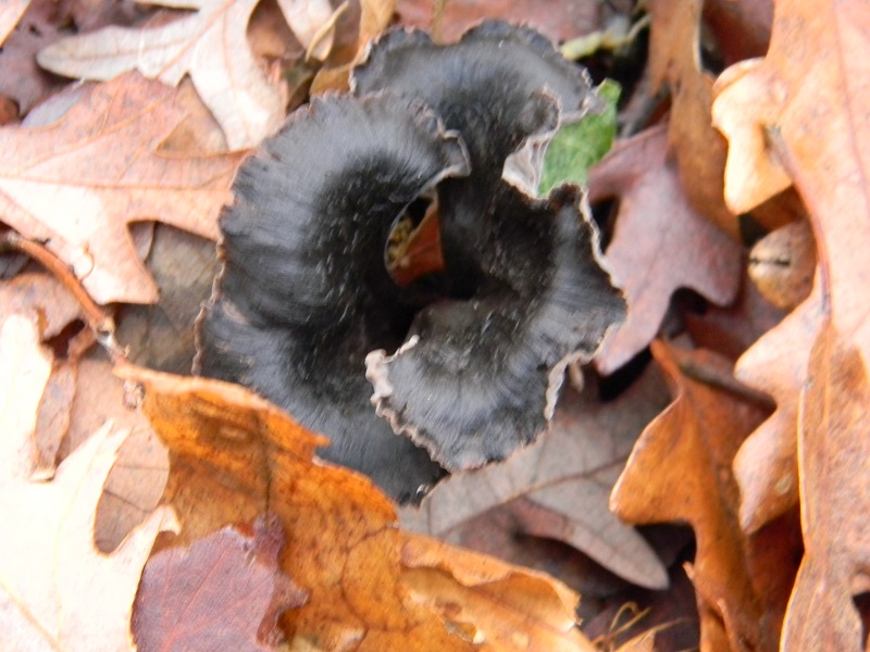 6) Fotogr. il 12.01.2014. sotto Quercia