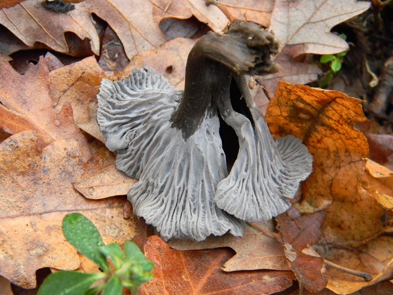 6) Fotogr. il 12.01.2014. sotto Quercia