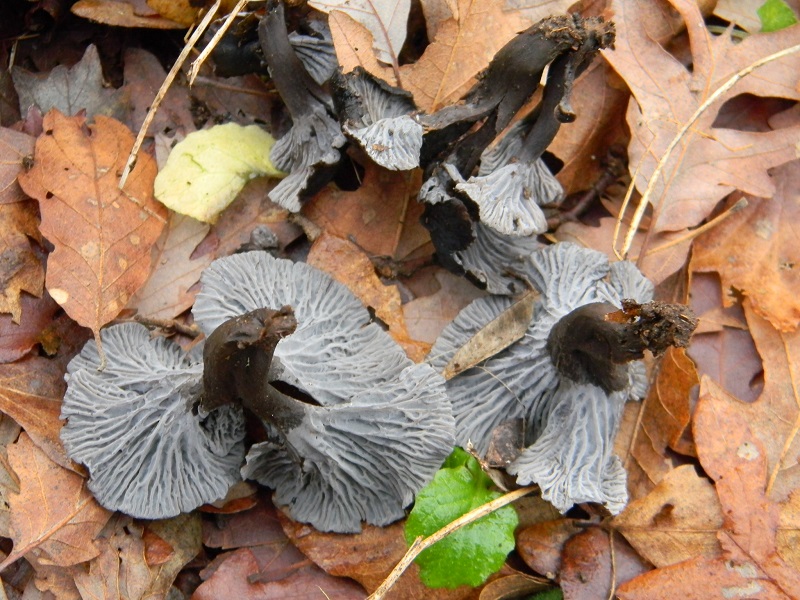 6) Fotogr. il 12.01.2014. sotto Quercia