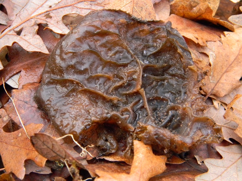 3) Fotogr. il 12.01.2014. sotto Quercia