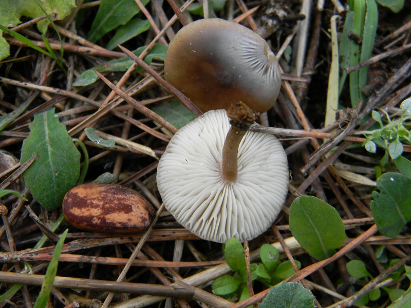 1) Fotogr. il 12.01.2014.sotto pineta con Leccio