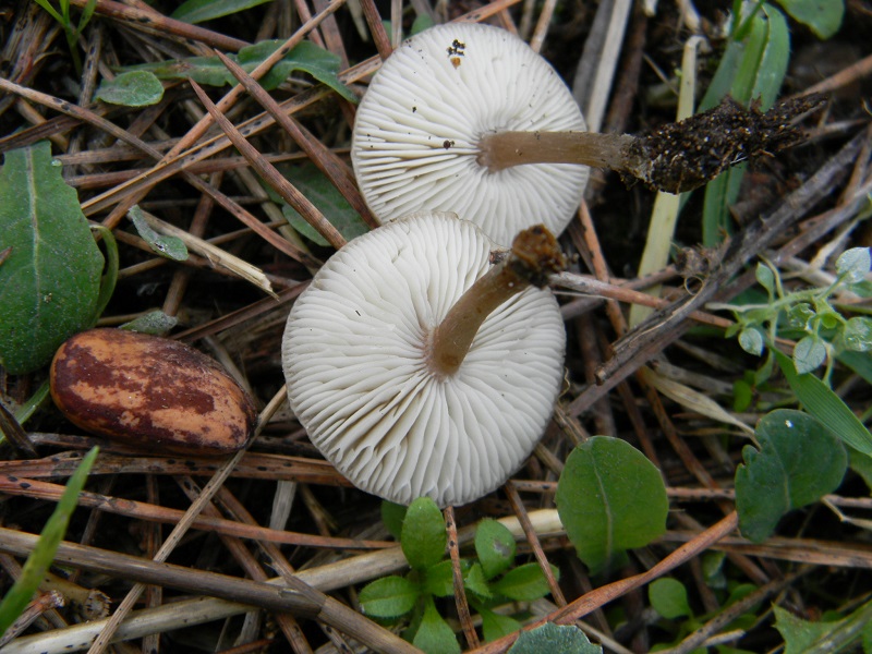 1) Fotogr. il 12.01.2014.sotto pineta con Leccio