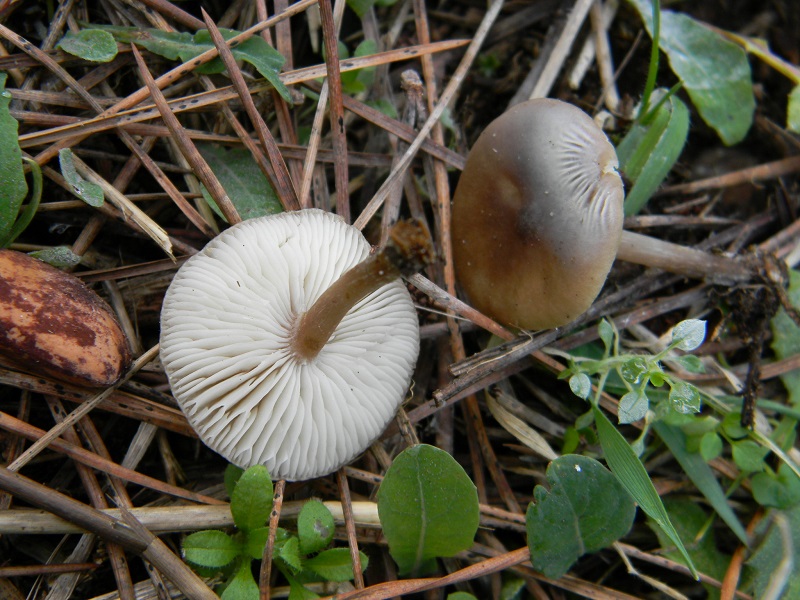 1) Fotogr. il 12.01.2014.sotto pineta con Leccio