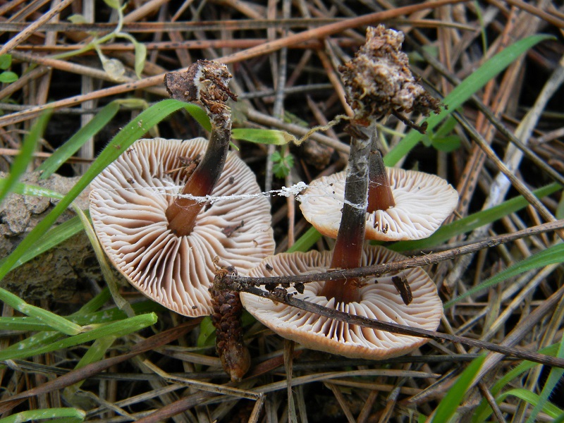 2) Fotogr. il 12.01.2014. sotto pineta con Leccio