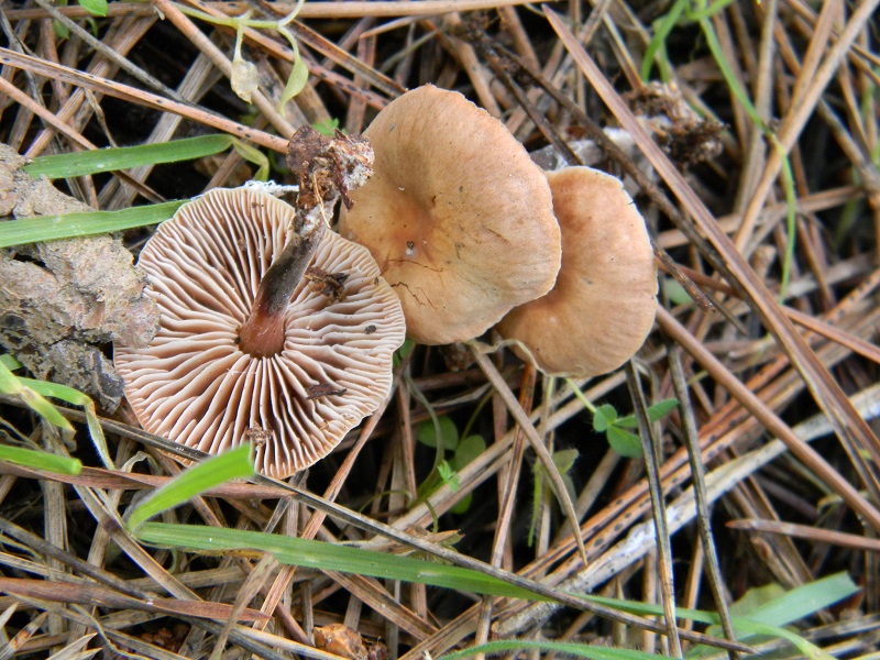 2) Fotogr. il 12.01.2014. sotto pineta con Leccio