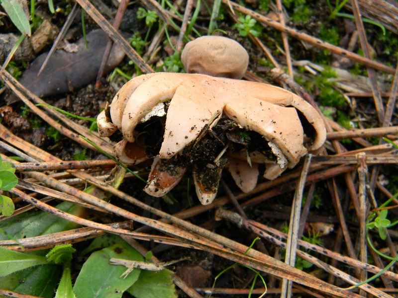 3) Fotogr. il 12.01.2014. sotto pineta con Leccio