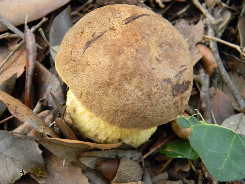 4) Fotogr. il 12.01.2014. sotto pineta con Leccio