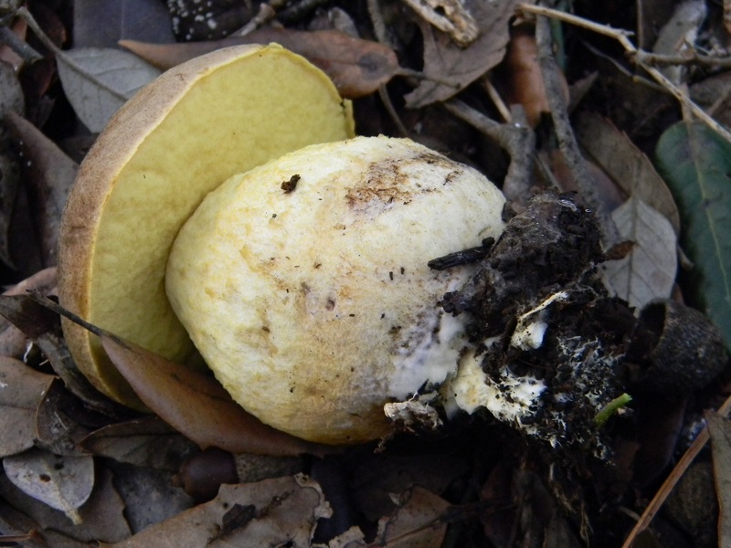 4) Fotogr. il 12.01.2014. sotto pineta con Leccio