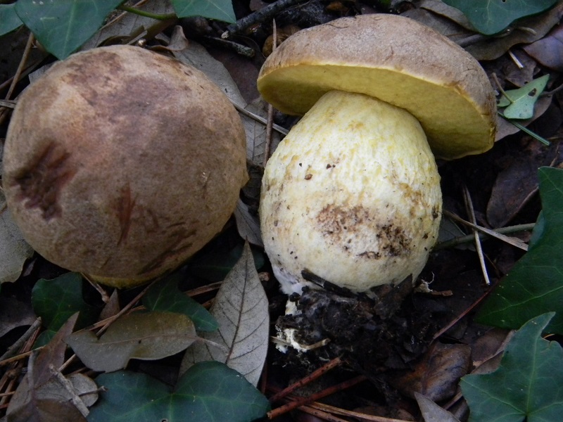 4) Fotogr. il 12.01.2014. sotto pineta con Leccio