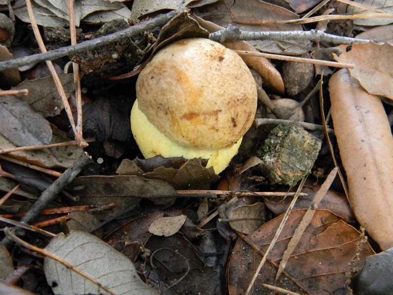 4) Fotogr. il 12.01.2014. sotto pineta con Leccio