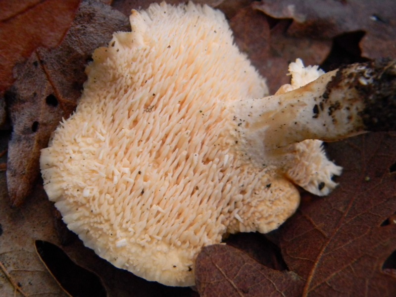 1) Fotogr.il 17.01.2014. sotto Quercia